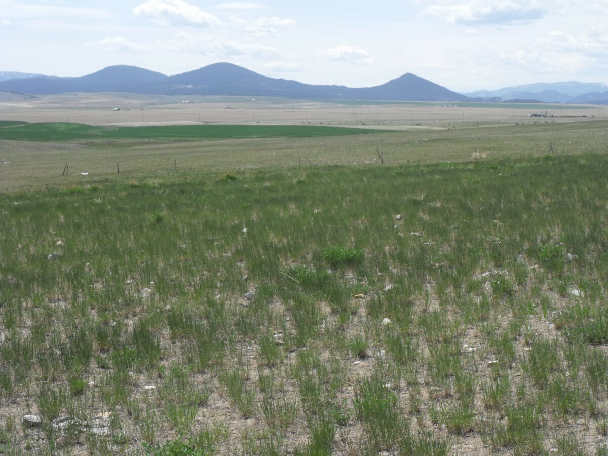 Dallas Land Company Helping you buy and sell your Montana real estate.